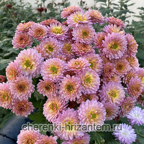 Хризантема корейская (Chrysanthemum × koreanum `Лелия ...