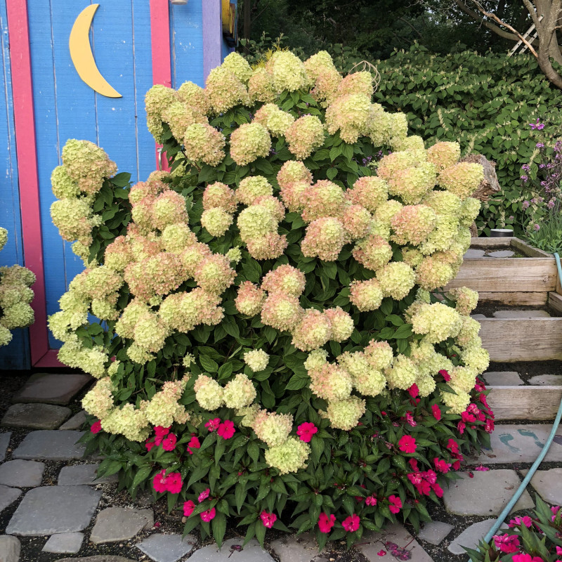 Hydrangea paniculata `Little Lime ...