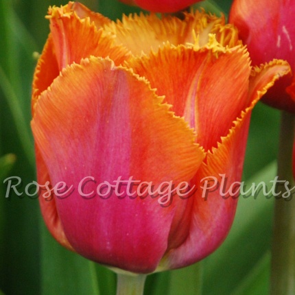 Fringed Tulip Bulbs ...