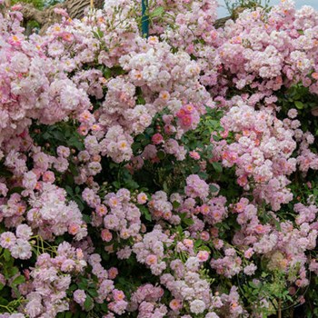 Rosa 'Belinda's Dream' (Belinda's Dream rose) | North ...