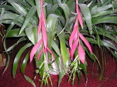 Бильбергия зебровидная (Billbergia zebrina) – фото, уход в ...