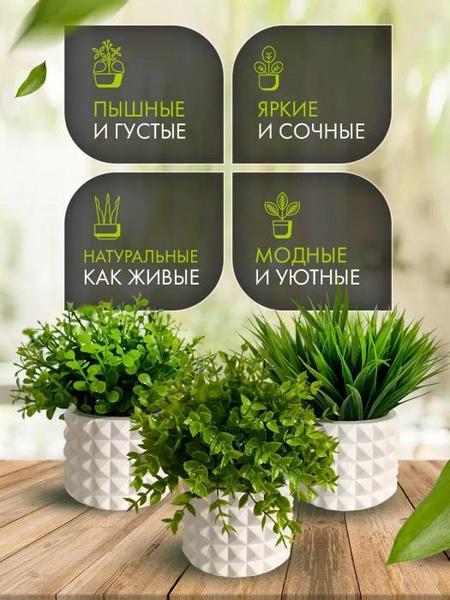 8 самых красивых комнатных растений для вашей квартиры (и ...