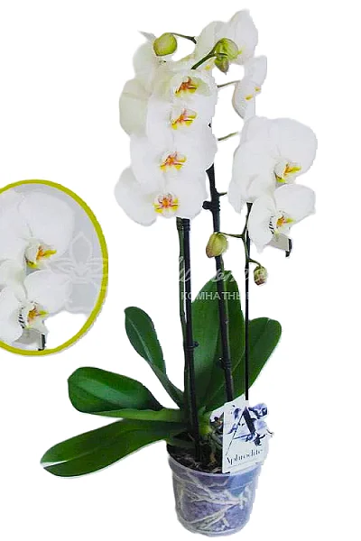 Phalaenopsis Ferrara (2 Rispen) | Passiflora.ru - Сервис ...