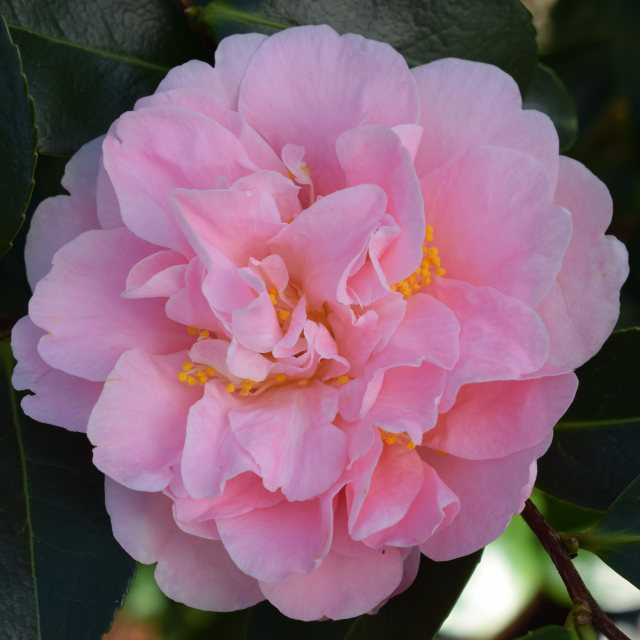 Buy King's Ransom Camellia Japonica | FREE SHIPPING ...