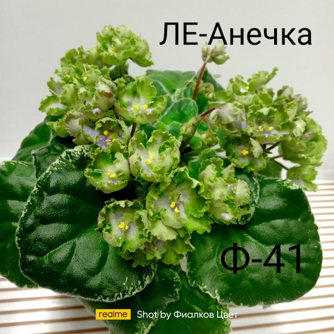 ЛЕ-Анечка - Магазин фиалок