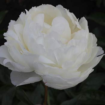 Пион травянистый МЭРИ Е.НИКОЛС (Paeonia Mary E.Nicholls ...