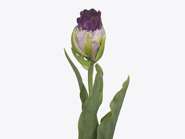 Tulip Paradero