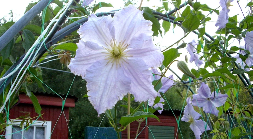 Клематис (Clematis `Duchess of Edinburgh`) - Клематис