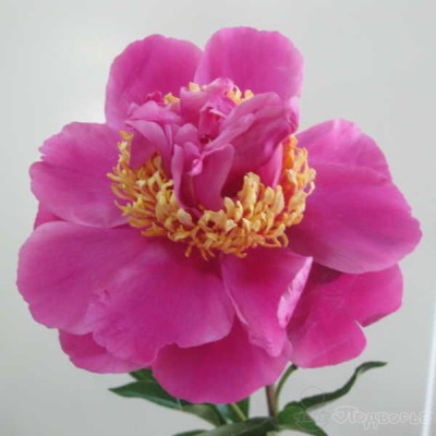 Peony Varieties Dresden Pink Isolated On Stock Photo ...