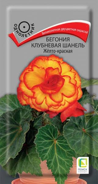 Бегония: секреты ухода в домашних условиях - Flowers.ua