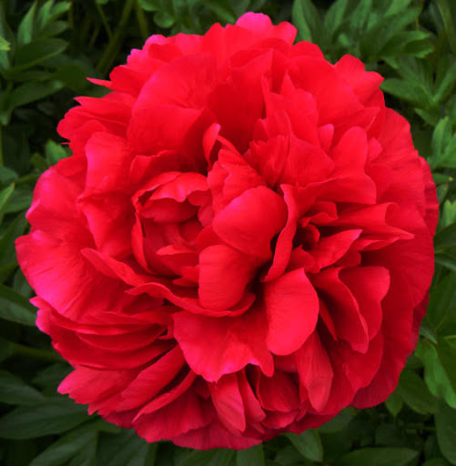 Camellia japonica 'King's Ransom' - Camellias - Millais Nurseries