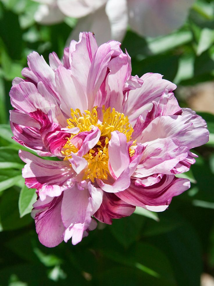 Peppermint Twist (Potted) - Roses Victoria