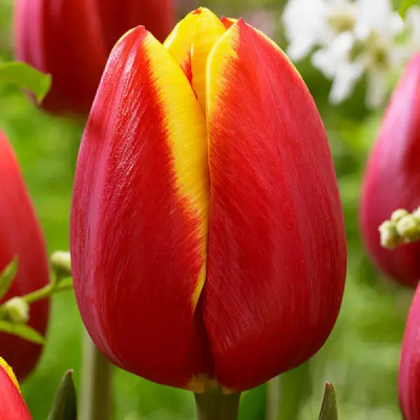 Скачать картинки Valentines tulip, стоковые фото Valentines ...