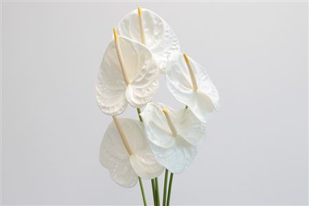 Anthurium flowers | Wholesale Flowers Online | Hoek flowers