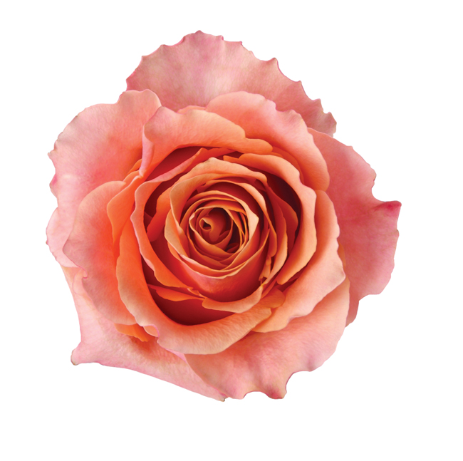 Buy Wholesale Carpe Diem Sunset Rose in Bulk - FiftyFlowers