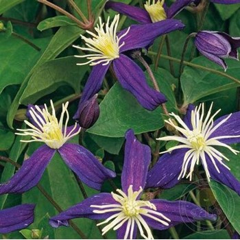 Clematis heracleifolia Cassandra