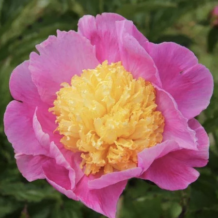 Пион Миссис Франклин Д. Рузвельт (Paeonia Mrs. Franklin D ...