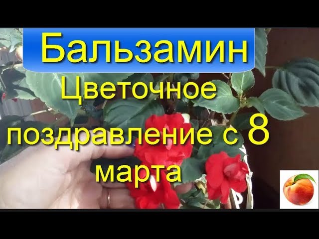 Бальзамин махровый (Ванька мокрый) | купить в интернет ...