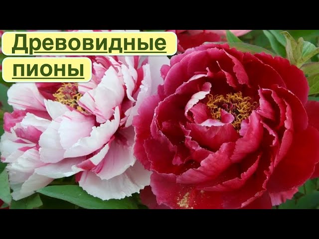 Paeonia suffruticosa 'Shima-nishiki', Пион древовидный 'Шима ...