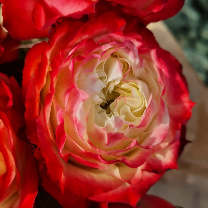 Garden Roses inspired by London Landmarks | Neill Strain ...