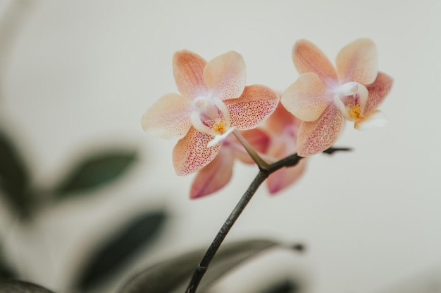 Орхидея Phal. Miki Black Angel бабочка ...