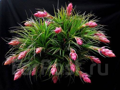 Тилландсия атмосферная Ионанта Tillandsia Ionantha mix