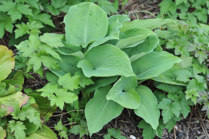 Многолетнее зеленое растение - Hosta - Greenwood - для ...