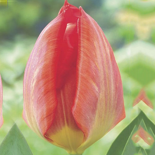 Tulip Orange Cassini | Bluestone Perennials