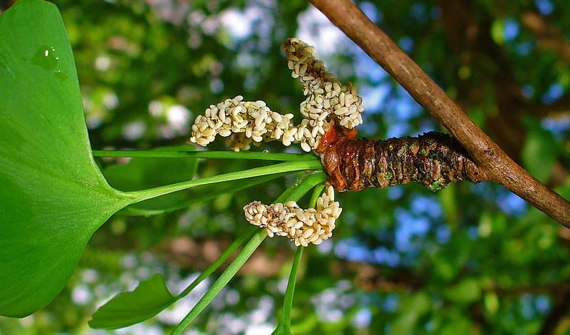 Ginkgo Biloba (Гинкго Двулопастный, храмовое дерево): купить ...