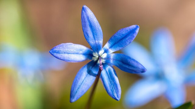 Гвоздика Фишера — Dianthus fischeri Spreng.: фотография и ...