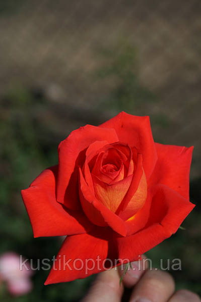 The Long Stem Red Rose Bouquet - 36 Stems ROSES in Las Vegas ...