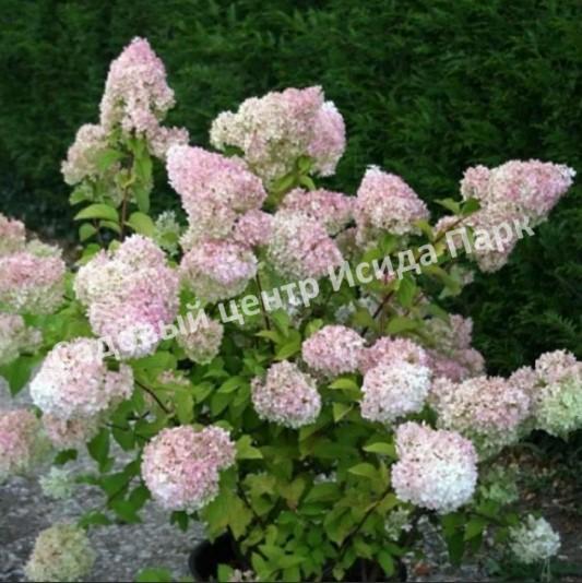 Гортензия метельчатая (Hydrangea paniculata `Diamantino ...