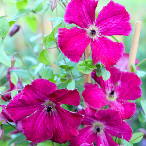 Clematis montana Rubens ...