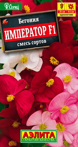 Бегония Клубневая Picotee White Red - купить в питомниках РФ ...