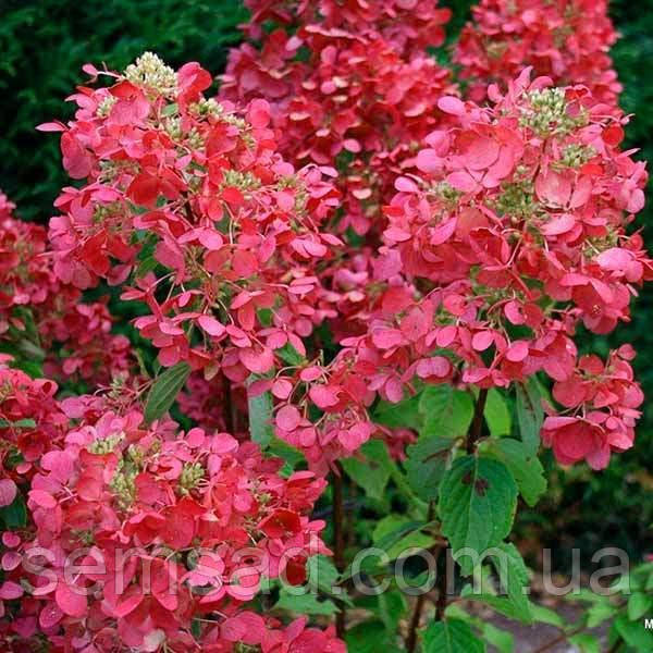 Hydrangea Shrub 'Pink Diamond' 1 Gallon 3'ft + – Tristar Plants