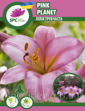 ᐉ Лилия White Planet Florium • Купить в Киеве, Украине ...