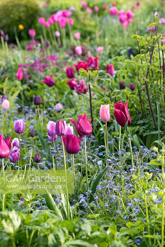 View of Tulipa 'Merl... stock photo by ...