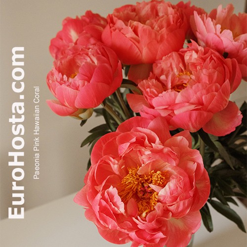 Pink Hawaiian Coral Peony, Paeonia | American Meadows