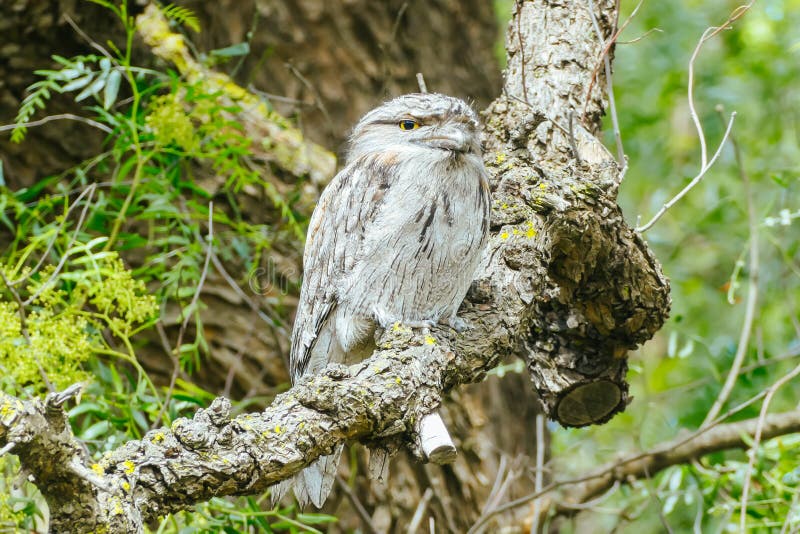 Калужница болотная — Сaltha palustris ...