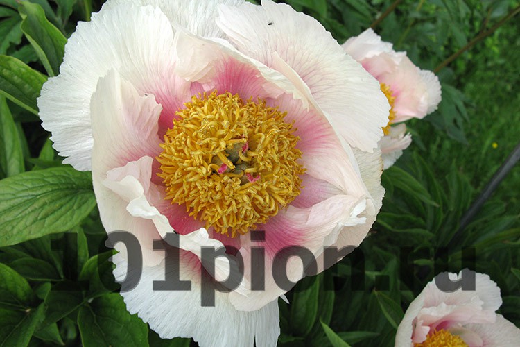 Paeonia 'Athena' - Albrecht Hoch OHG