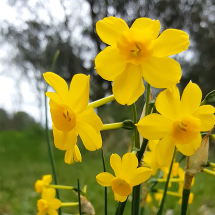 Какие сорта нарциссов покупают сейчас в Matla Flowers для ...