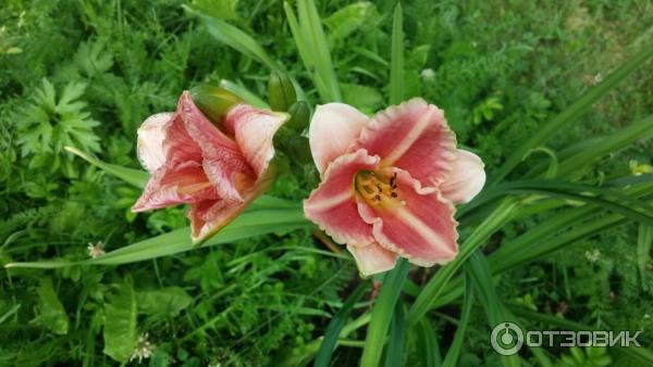 Hemerocallis Eleonora ...