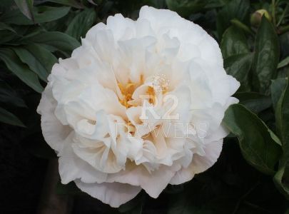 Peony 'The Fawn' – Greenland Garden Centre