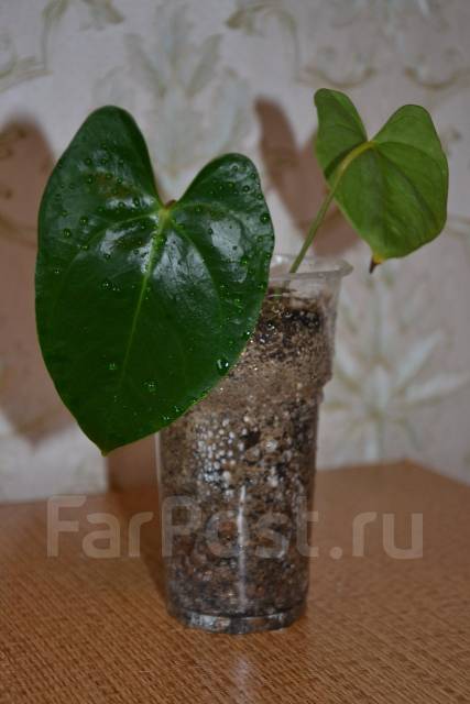 Red anthurium in brown plastic pot ...