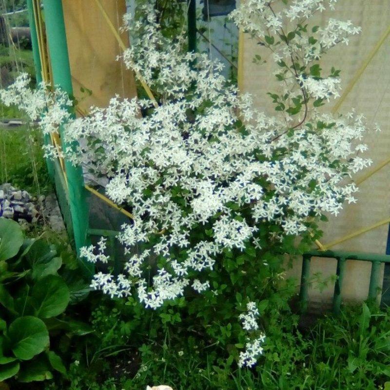 Клематис Стеллар купить с доставкой курьером, почтой ...