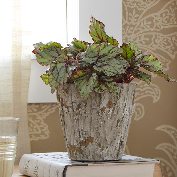 Bigonia rex flamenco | A plant by @Kitatheplantmom on Greg