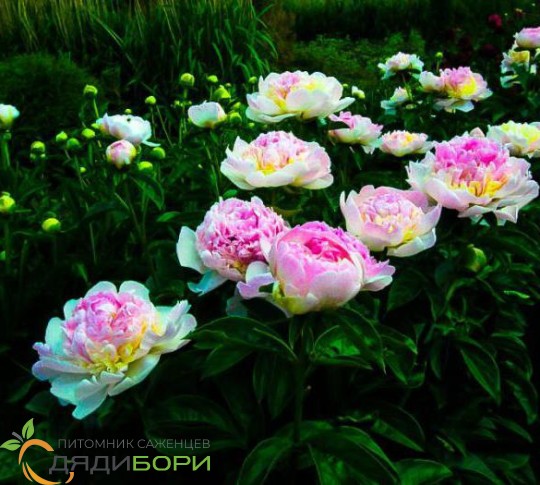 Raspberry Sundae — Long Valley Peonies