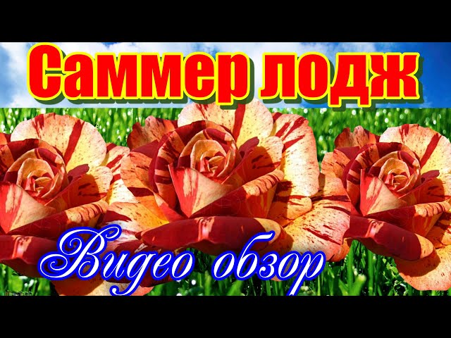 Гортензия метельчатая Summer Love ...