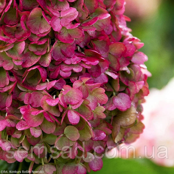 Гортензия метельчатая Пинки Промис / Hydrangea paniculata ...