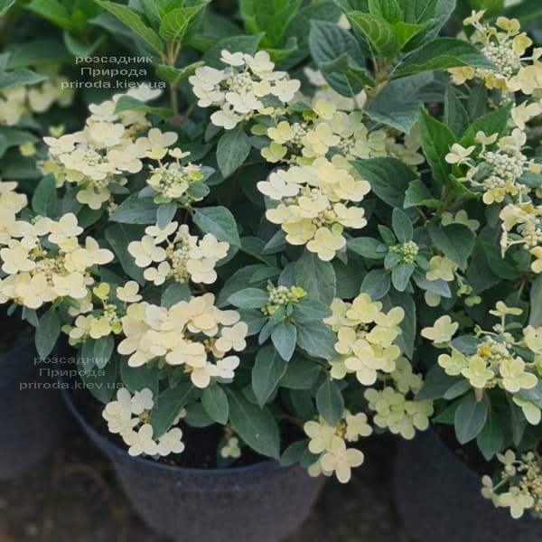 Hydrangea paniculata ...